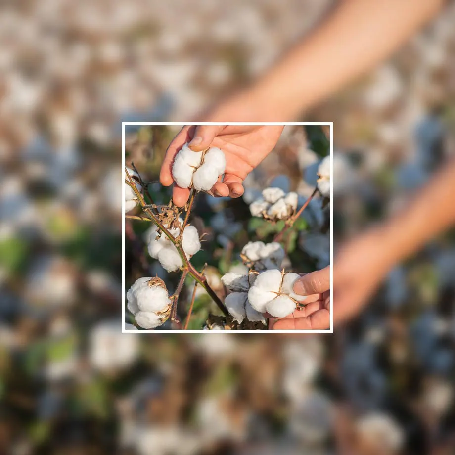 Fără inginerie genetică